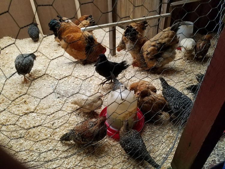 Livestock Products - Poultry