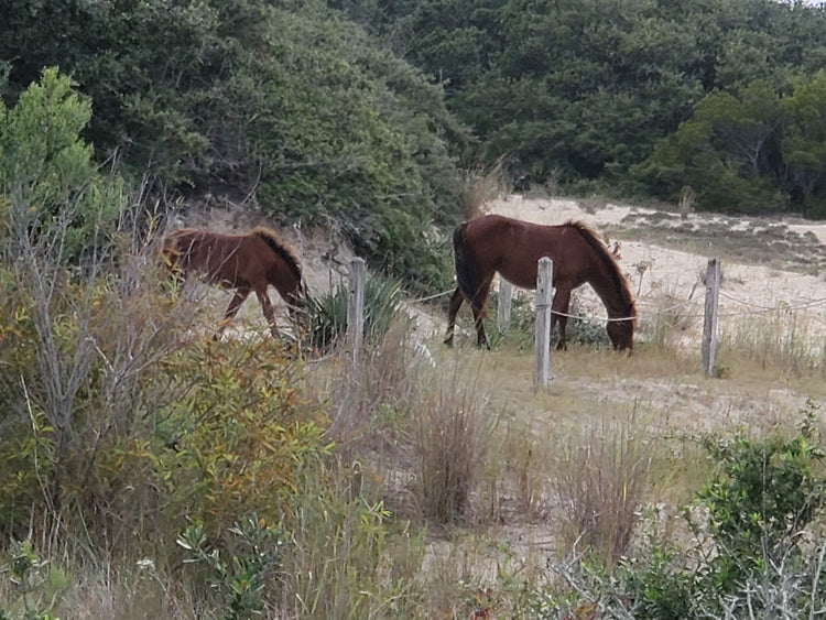 Livestock Products - Horse