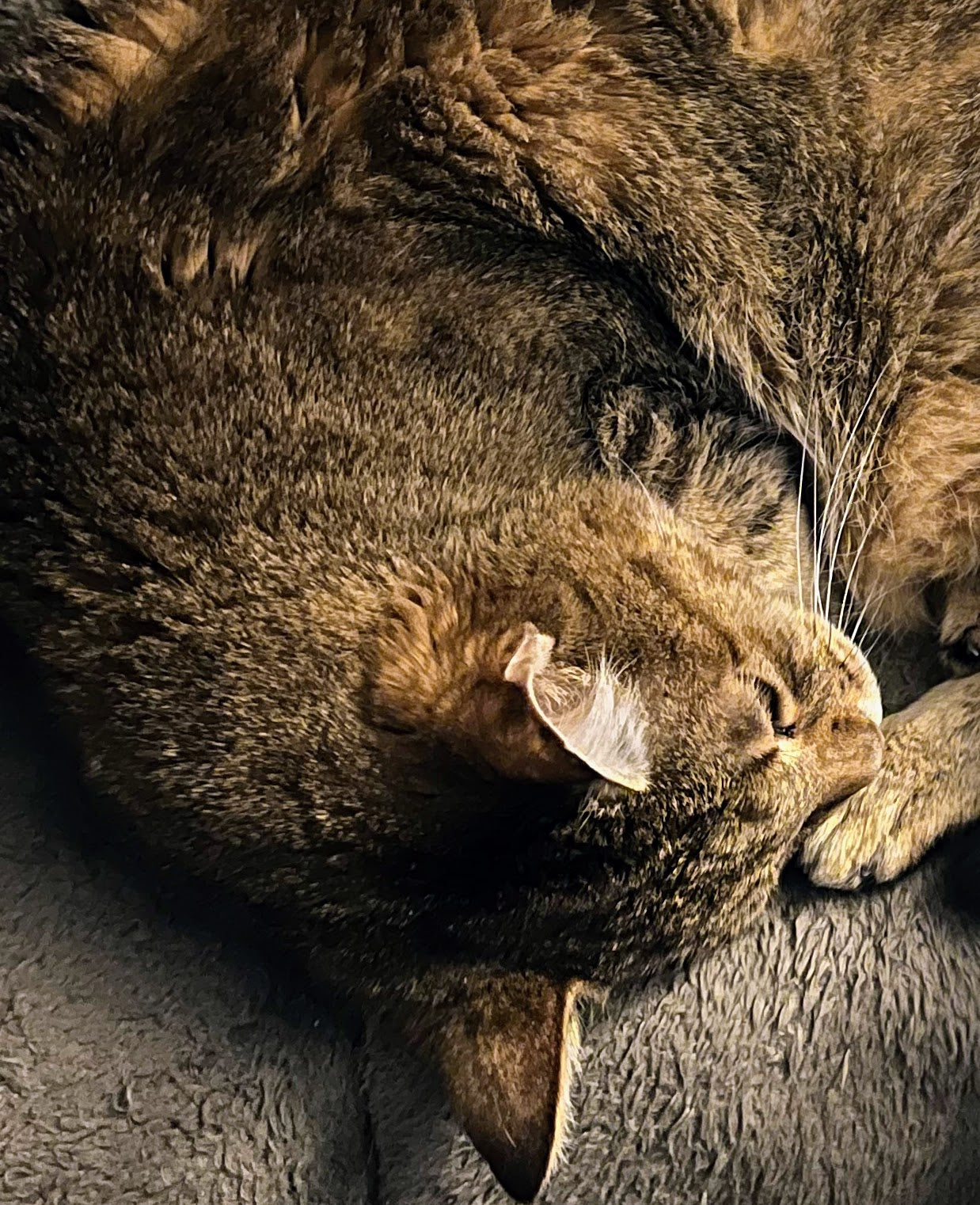 Cat Products