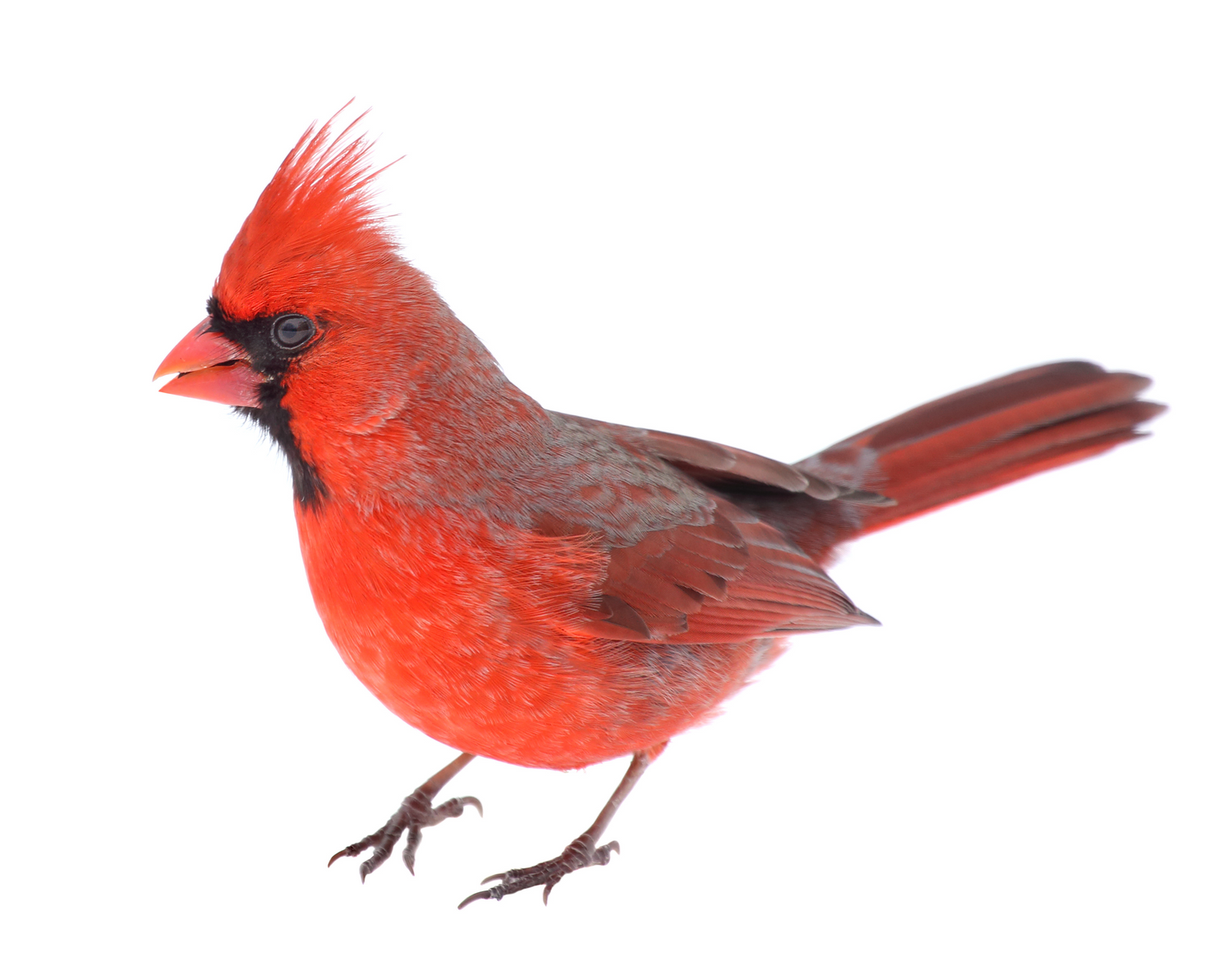 Bird Feed