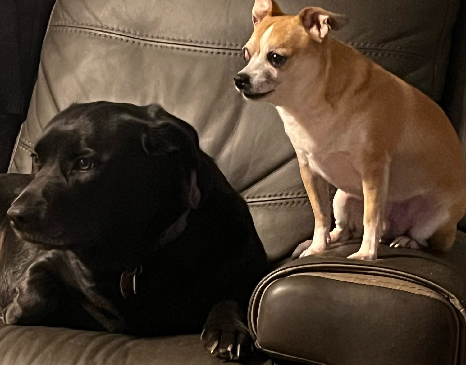 Dog Products