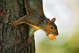 Squirrel Feed