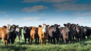 Livestock Products - Cattle
