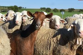 Livestock Products - Sheep, Lamb & Goat